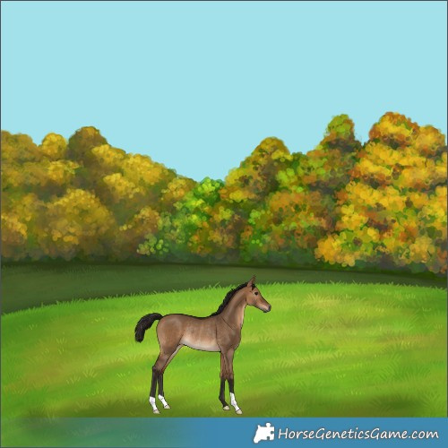 Horse Color:Gray Bay Dun Rabicano 