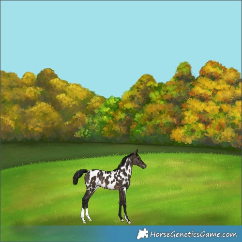 Horse Color:Gray Brown Dun Appaloosa 