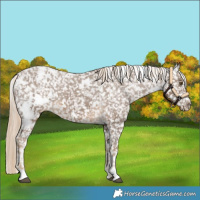 Horse Color:White Spotted Chocolate Palomino Appaloosa 