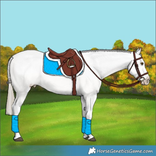 Horse Color:Chocolate Palomino Sabino Appaloosa 