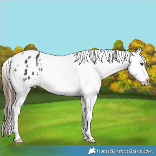 Horse Color:Bay Sabino Appaloosa 