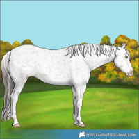 Horse Color:Liver Red Dun Sabino Snowcap 