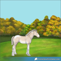 Horse Color:Cremello Tobiano 