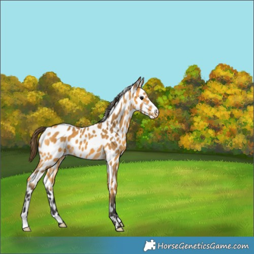 Horse Color:Buckskin Appaloosa 