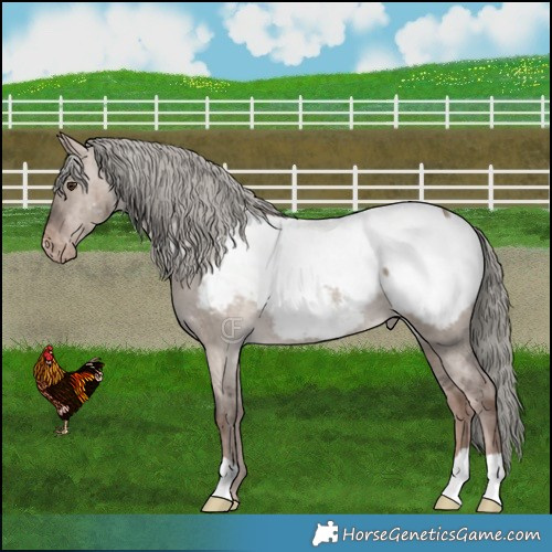 Horse Color:Liver Red Dun Mushroom Appaloosa Brindle 