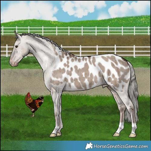 Horse Color:Liver Red Dun Mushroom Blanket Brindle 
