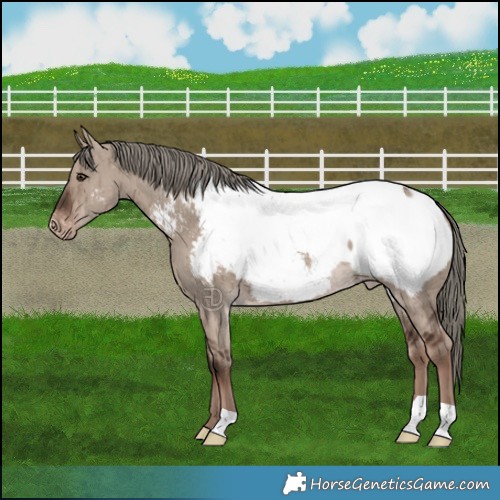Horse Color:Liver Red Dun Mushroom Appaloosa Brindle 