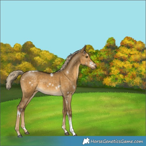 Horse Color:White Spotted Chocolate Palomino Dun Mushroom Tobiano Rabicano 