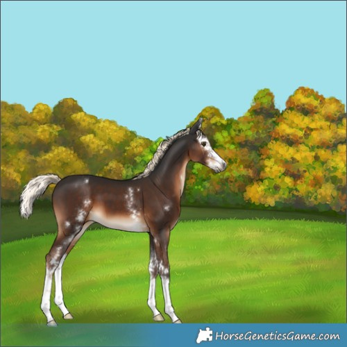 Horse Color:Gray White Spotted Liver Chestnut Mushroom Splash 