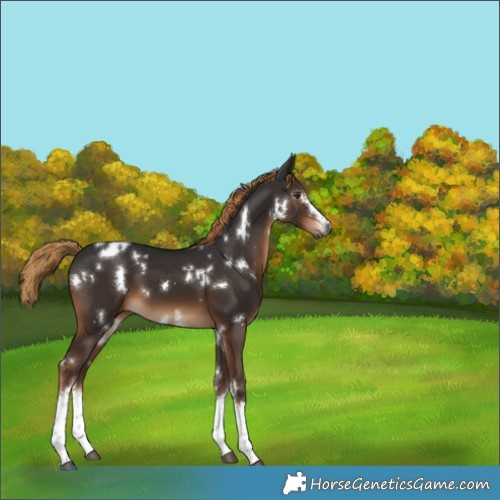 Horse Color:Gray White Spotted Liver Chestnut 