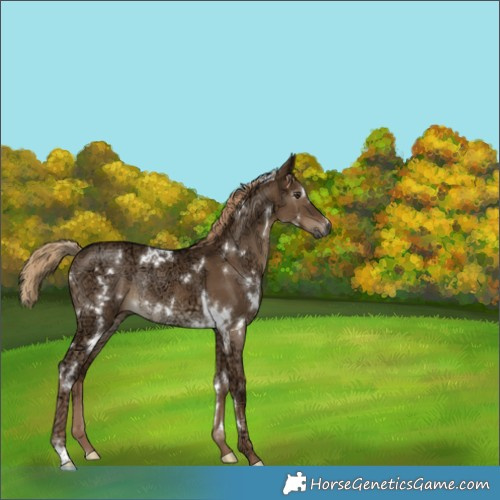 Horse Color:Gray White Spotted Liver Red Dun Ice Rabicano 