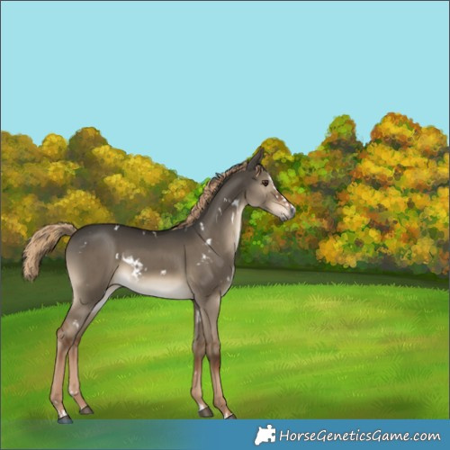 Horse Color:Gray White Spotted Liver Red Dun Splash Brindle 