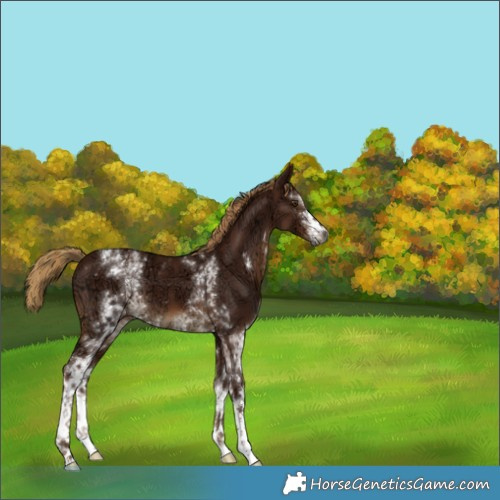 Horse Color:Gray White Spotted Chestnut Ice 