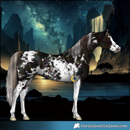 Horse Color:Gray White Spotted Midnight Chestnut Ice Splash Tobiano 