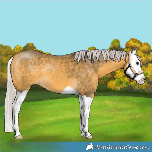 Horse Color:Silver Buckskin Splash 