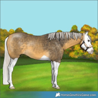 Horse Color:Silver Buckskin Splash