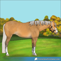 Horse Color:Silver Buckskin 