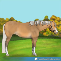 Horse Color:Silver Buckskin 