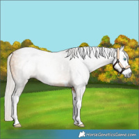Horse Color:Gray Silver Buckskin Splash