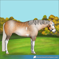 Horse Color:Gray Silver Buckskin Splash 