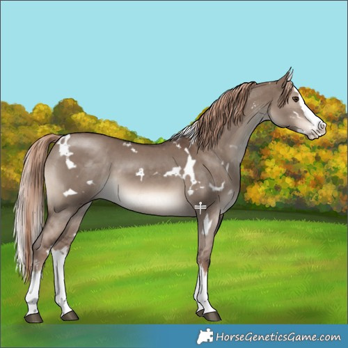 Horse Color:White Spotted Liver Red Dun Sabino Splash 