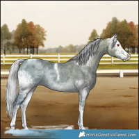 Horse Color:White Spotted Silver Black Chinchilla Ice Tobiano Rabicano 