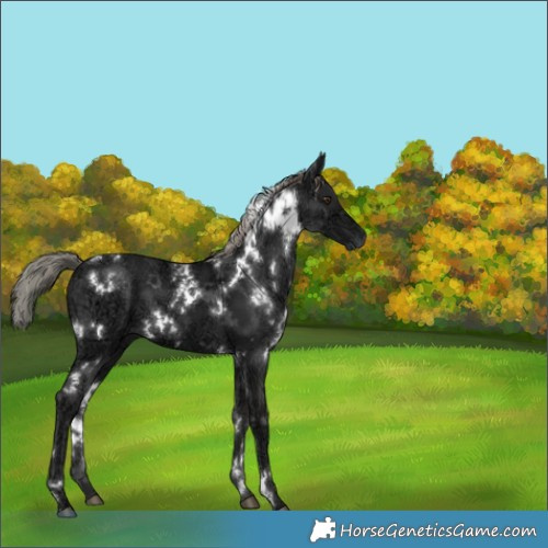 Horse Color:White Spotted Liver Chestnut Ice Mushroom 