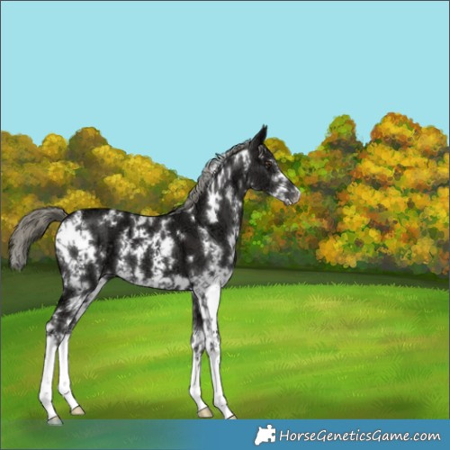 Horse Color:White Spotted Liver Chestnut Ice Mushroom Sabino 