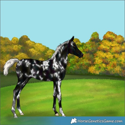 Horse Color:White Spotted Midnight Liver Chestnut Ice Mushroom 