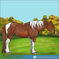 Horse Color:Chestnut Tobiano 