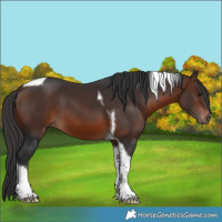 Horse Color:Brown Tobiano 
