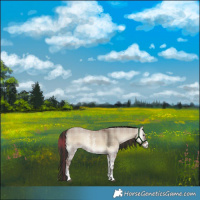 Horse Color:Plaid Liver Red Dun Onyx Sabino