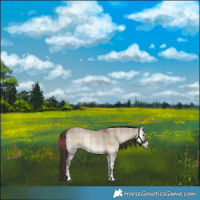 Horse Color:Plaid  Liver Red Dun Onyx Sabino 