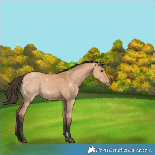 Horse Color:Bay Dun 