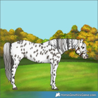 Horse Color:Grullo Leopard 