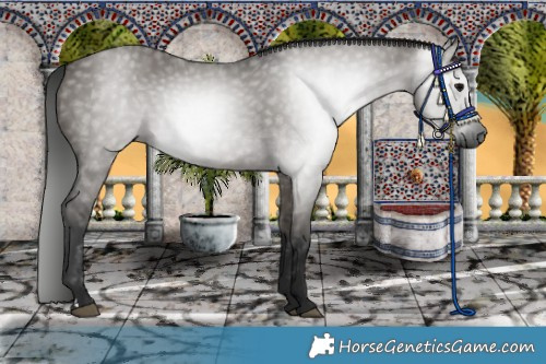 Horse Color:Gray Grullo 