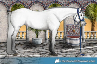 Horse Color:Gray Grullo