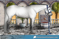 Horse Color:Gray Grullo