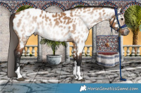 Horse Color:Gray Bay Dun Near Leopard 