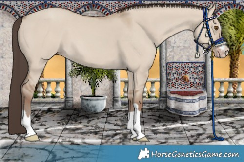 Horse Color:Classic Champagne Dun