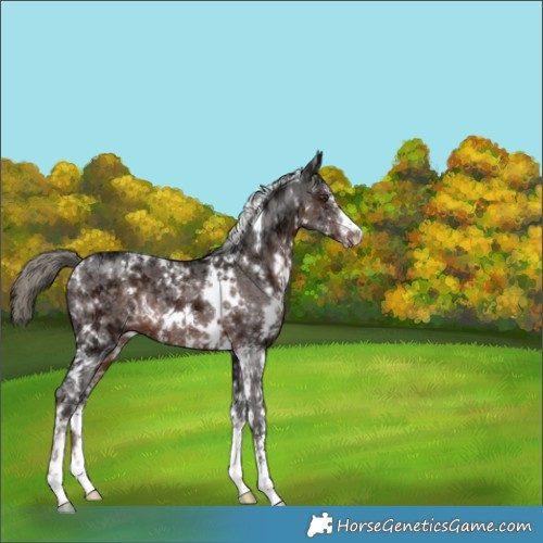 Horse Color:White Spotted Liver Chestnut Ice Mushroom Sabino 