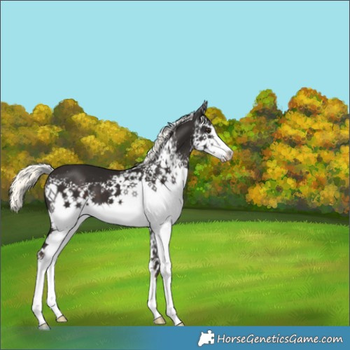Horse Color:White Spotted Liver Chestnut Mushroom 
