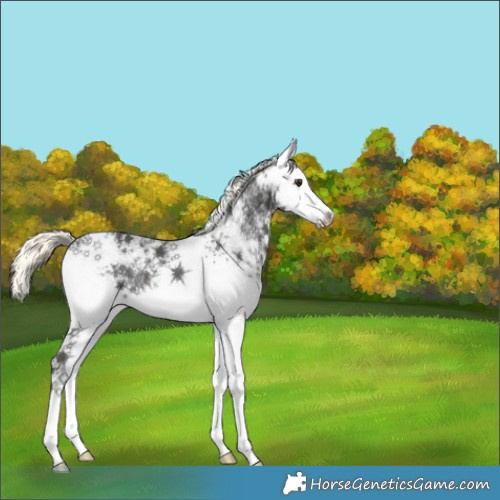 Horse Color:White Spotted Liver Chestnut Mushroom Rabicano 