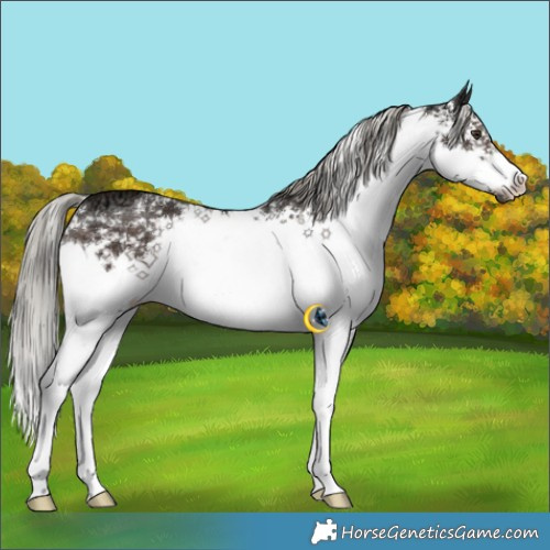 Horse Color:White Spotted Liver Chestnut Ice Mushroom Rabicano 