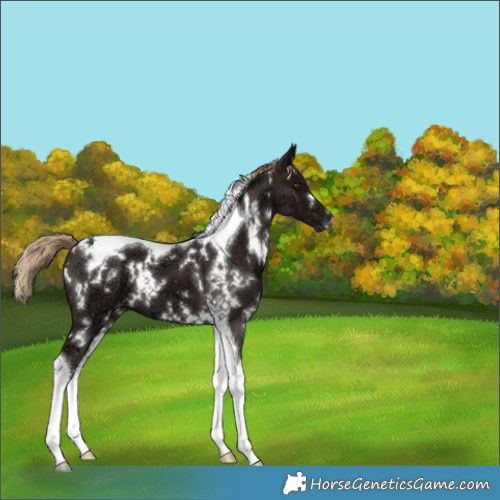 Horse Color:White Spotted Liver Chestnut Ice Tobiano 