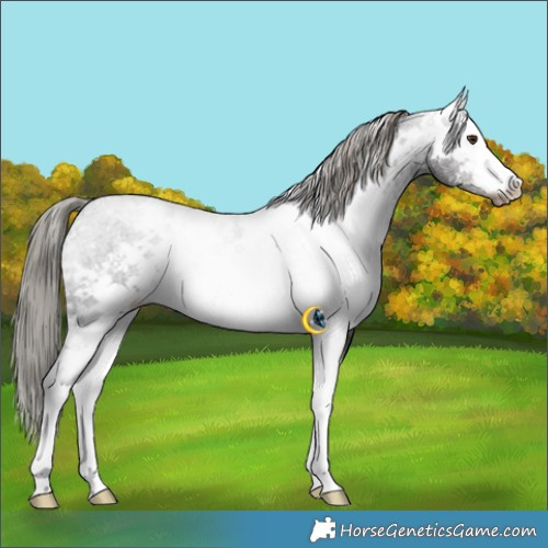 Horse Color:White Spotted Liver Chestnut Mushroom 