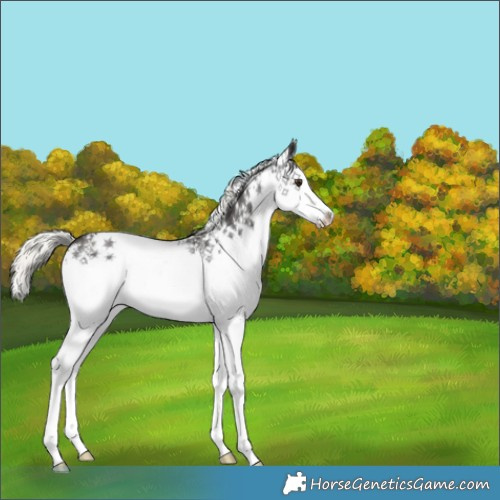 Horse Color:White Spotted Liver Chestnut Mushroom 