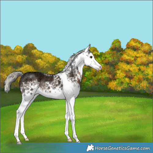 Horse Color:White Spotted Liver Chestnut Ice Mushroom Rabicano 