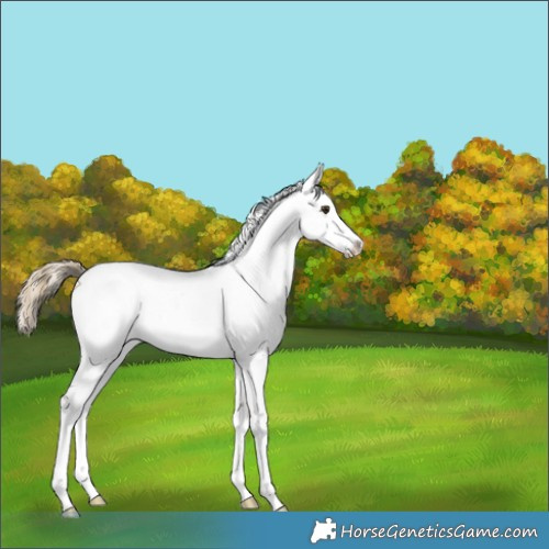 Horse Color:White Spotted Chocolate Palomino Rabicano 