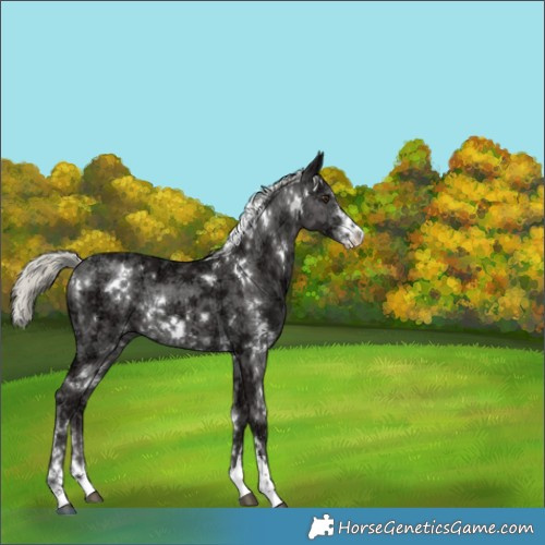 Horse Color:White Spotted Liver Chestnut Ice Mushroom Sabino Rabicano 